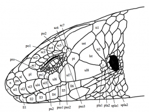 Head scales of Plestiodon skiltonianus, illustration by Andrew Frank