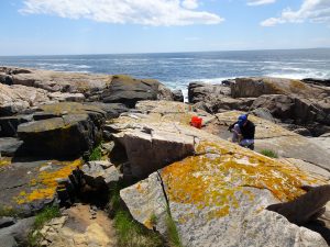 Sampling for Daphnia in rock pools, Acadia National Park